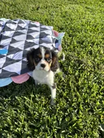 Spencer, a male Cavalier King Charles Spaniel for sale in Jacksonville, FL – 1 of 6