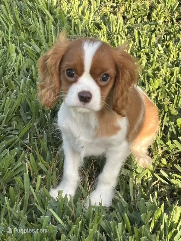 Sullivan  – Cavalier King Charles Spaniel puppy for sale in Jacksonville, FL
