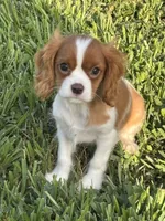 Sullivan , a male Cavalier King Charles Spaniel for sale in Jacksonville, FL – 1 of 6