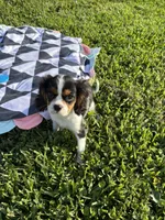 Spencer, a male Cavalier King Charles Spaniel for sale in Jacksonville, FL – 5 of 6