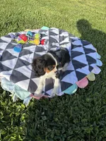 Spencer, a male Cavalier King Charles Spaniel for sale in Jacksonville, FL – 4 of 6