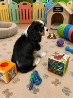 Ryder, a male Cavalier King Charles Spaniel for sale in Jacksonville, FL – 2 of 5