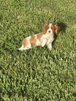 Sullivan , a male Cavalier King Charles Spaniel for sale in Jacksonville, FL – 5 of 6