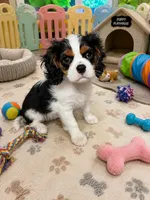 River , a male Cavalier King Charles Spaniel for sale in Jacksonville, FL – 2 of 6