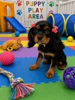 Layla, a female Cavalier King Charles Spaniel for sale in Jacksonville, FL – 2 of 4
