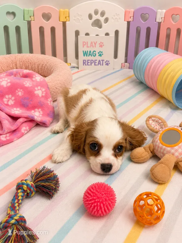 Landon – Cavalier King Charles Spaniel puppy for sale in Jacksonville, FL