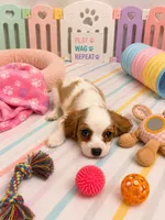 Landon, a male Cavalier King Charles Spaniel for sale in Jacksonville, FL – 1 of 4