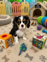 Ryder, a male Cavalier King Charles Spaniel for sale in Jacksonville, FL – 5 of 5