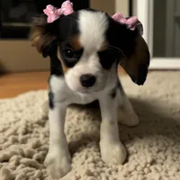 Pink Girl, a female Cavalier King Charles Spaniel for sale in Hilliard, FL – Photo 2 of 3