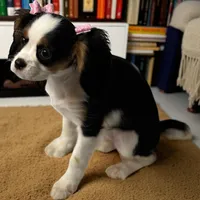 Pink Girl, a female Cavalier King Charles Spaniel for sale in Hilliard, FL – Photo 3 of 3