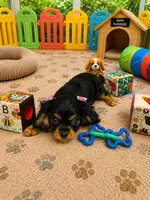 Brynleigh, a female Cavalier King Charles Spaniel for sale in Jacksonville, FL – 4 of 7