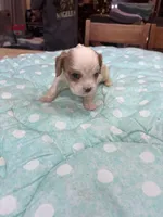 Vance, a male Cavalier King Charles Spaniel for sale in Hilliard, FL – Photo 6 of 7