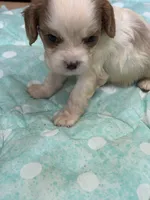 Vance, a male Cavalier King Charles Spaniel for sale in Hilliard, FL – Photo 1 of 7