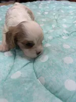 Vance, a male Cavalier King Charles Spaniel for sale in Hilliard, FL – Photo 2 of 7