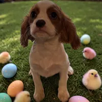 Vance, a male Cavalier King Charles Spaniel for sale in Jacksonville, FL – Photo 1 of 7