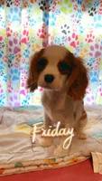 Vance, a male Cavalier King Charles Spaniel for sale in Jacksonville, FL – Photo 5 of 7