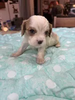 Vance, a male Cavalier King Charles Spaniel for sale in Hilliard, FL – Photo 3 of 7