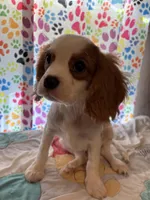 Vance, a male Cavalier King Charles Spaniel for sale in Jacksonville, FL – Photo 7 of 7