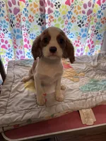 Vance, a male Cavalier King Charles Spaniel for sale in Jacksonville, FL – Photo 6 of 7