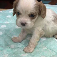 Vance, a male Cavalier King Charles Spaniel for sale in Jacksonville, FL – Photo 4 of 7