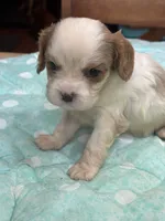Vance, a male Cavalier King Charles Spaniel for sale in Hilliard, FL – Photo 5 of 7