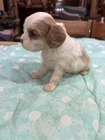 Vance, a male Cavalier King Charles Spaniel for sale in Hilliard, FL – Photo 4 of 7