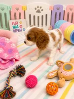 Landon, a male Cavalier King Charles Spaniel for sale in Jacksonville, FL – 4 of 4