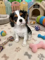 River , a male Cavalier King Charles Spaniel for sale in Jacksonville, FL – 1 of 6