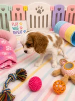 Landon, a male Cavalier King Charles Spaniel for sale in Jacksonville, FL – 3 of 4