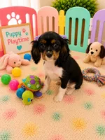 Charlotte , a female Cavalier King Charles Spaniel for sale in Jacksonville, FL – 2 of 4