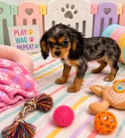 Levi , a male Cavalier King Charles Spaniel for sale in Jacksonville, FL – 4 of 4