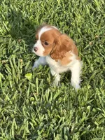Sullivan , a male Cavalier King Charles Spaniel for sale in Jacksonville, FL – 3 of 6