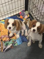 Vance , a male Cavalier King Charles Spaniel for sale in Jacksonville, FL – Photo 5 of 7