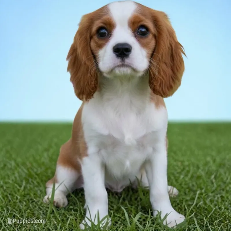 Vance , a male Cavalier King Charles Spaniel for sale in Jacksonville, FL – Photo 1 of 7
