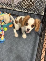 Vance , a male Cavalier King Charles Spaniel for sale in Jacksonville, FL – Photo 4 of 7