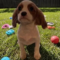 Vance , a male Cavalier King Charles Spaniel for sale in Jacksonville, FL – Photo 3 of 7