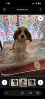 Vance , a male Cavalier King Charles Spaniel for sale in Jacksonville, FL – Photo 7 of 7