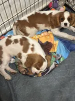 Vance , a male Cavalier King Charles Spaniel for sale in Jacksonville, FL – Photo 6 of 7