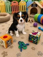 Ryder, a male Cavalier King Charles Spaniel for sale in Jacksonville, FL – 3 of 5
