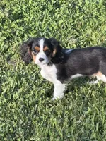 Sawyer , a male Cavalier King Charles Spaniel for sale in Jacksonville, FL – 4 of 6