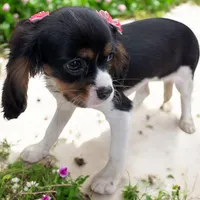 Violet, a female Cavalier King Charles Spaniel for sale in Jacksonville, FL – Photo 3 of 7