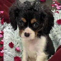 Violet, a female Cavalier King Charles Spaniel for sale in Hilliard, FL – Photo 2 of 9