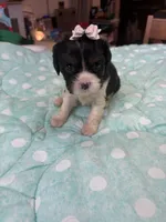 Violet, a female Cavalier King Charles Spaniel for sale in Hilliard, FL – Photo 9 of 9