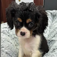 Violet, a female Cavalier King Charles Spaniel for sale in Hilliard, FL – Photo 3 of 9