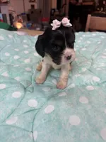 Violet, a female Cavalier King Charles Spaniel for sale in Hilliard, FL – Photo 5 of 9