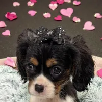 Violet, a female Cavalier King Charles Spaniel for sale in Hilliard, FL – Photo 1 of 9
