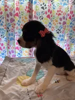 Violet, a female Cavalier King Charles Spaniel for sale in Jacksonville, FL – Photo 7 of 7