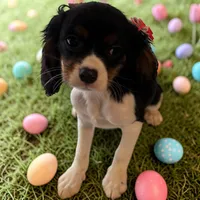 Violet, a female Cavalier King Charles Spaniel for sale in Jacksonville, FL – Photo 4 of 7