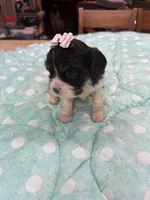 Violet, a female Cavalier King Charles Spaniel for sale in Hilliard, FL – Photo 8 of 9