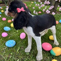 Violet, a female Cavalier King Charles Spaniel for sale in Jacksonville, FL – Photo 6 of 7